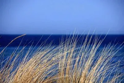 palia