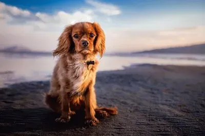 cÃ£o jigsaw puzzle
