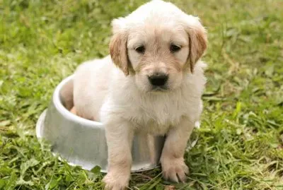 perro jigsaw puzzle