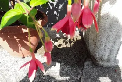 Fuschia