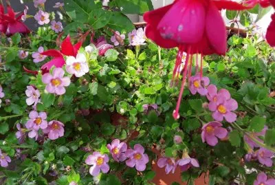 Fuschia