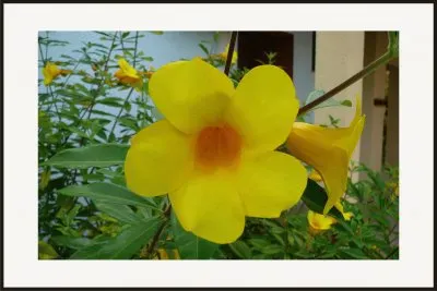 è»Ÿæžé»ƒèŸ¬ (æœ‰æ¯’æ¤ç‰©) jigsaw puzzle