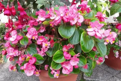 Begonias