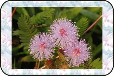 å«ç¾žè‰ (æœ‰æ¯’æ¤ç‰©) jigsaw puzzle