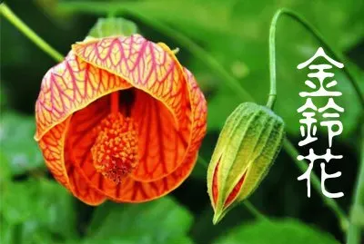 é‡‘éˆ´èŠ± (æœ‰æ¯’æ¤ç‰©)