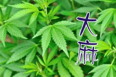 å¤§éº» (æœ‰æ¯’æ¤ç‰©)
