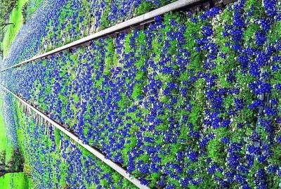 flores