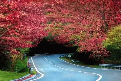 imagem jigsaw puzzle