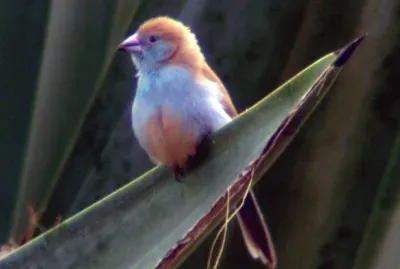 Cordon blu guancerosse