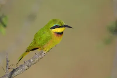 Gruccione pettocannella