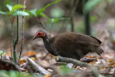 Megapodio delle filippine
