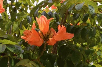 tulpenbaum jigsaw puzzle