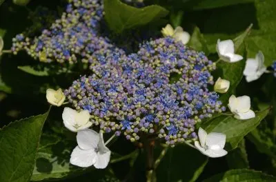 Azores
