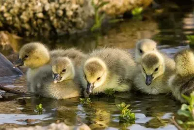 patitos
