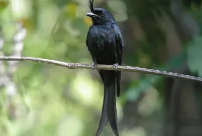 Drongo crestato
