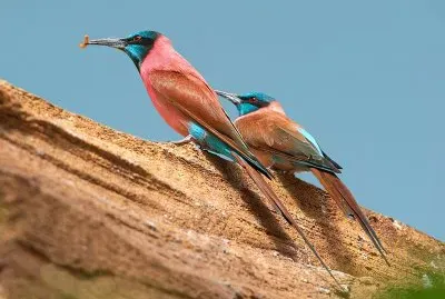 Gruccione carminio settentrionale