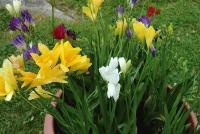 freesias