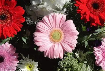 gerberas