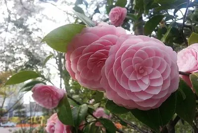 פאזל של flores