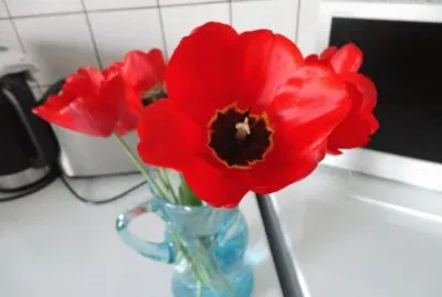 fleurs