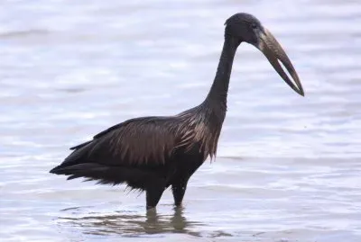 Openbill africano