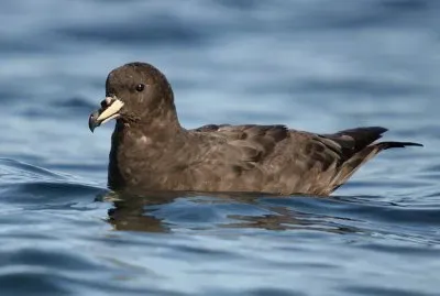 Procellaria nera occidentale