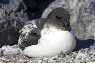 Cape petrel