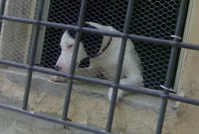 aspettando mamma jigsaw puzzle