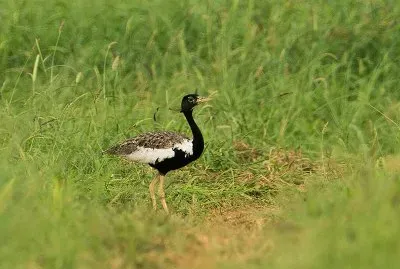 Florican del bengala