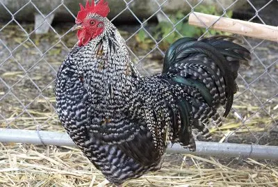 Pollo plymounth rock