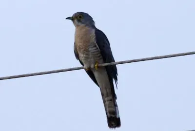 Cuculo sparviero maggiore