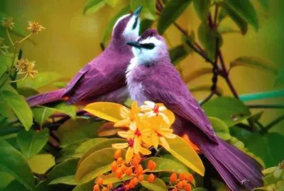 two birds