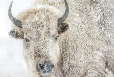 white buffalo