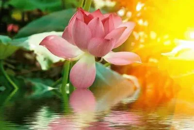 reflection