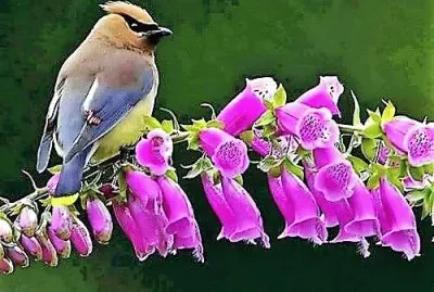 flores