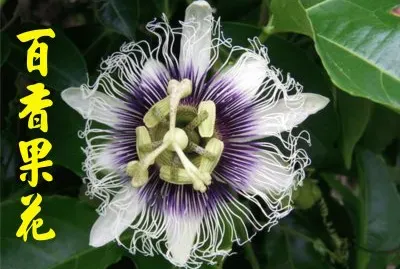 ç™¾é¦™æžœèŠ±