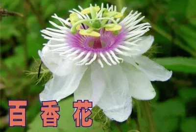 ç™¾é¦™èŠ±