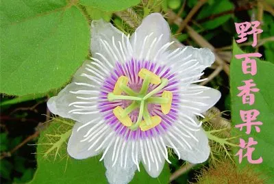 é‡Žç™¾é¦™æžœèŠ±