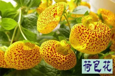 è·åŒ…èŠ± jigsaw puzzle