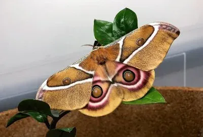 natural