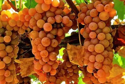 natural jigsaw puzzle