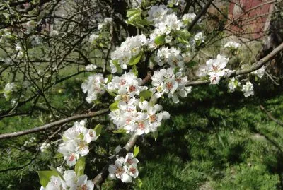 poirier jigsaw puzzle