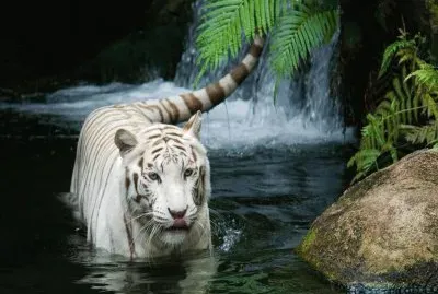 wild tiger