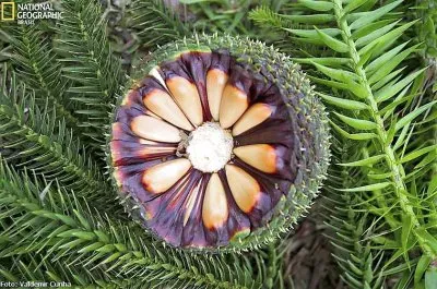 natural jigsaw puzzle