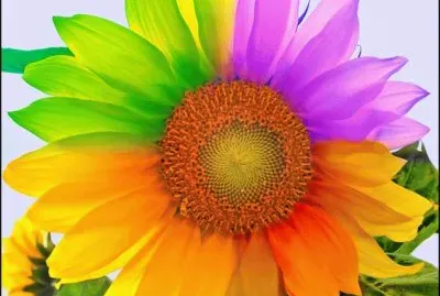 Beautiful Sunflower jigsaw puzzle