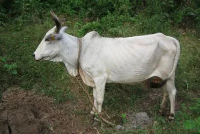 Zebu