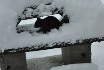 ecureuil dans la neige