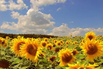 sonnenblumen