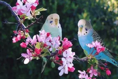 imagem jigsaw puzzle