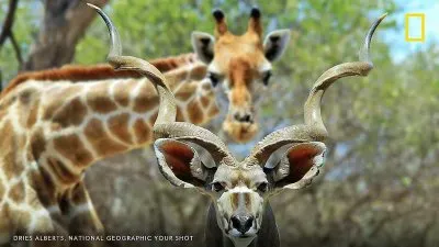 natural jigsaw puzzle